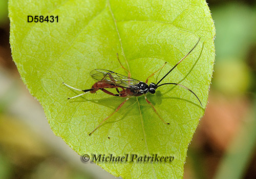 Mesostenus thoracicus